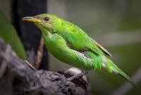 Macro Flash Bird�